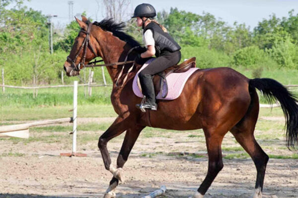 schooling-in-horse-riding-and-shows